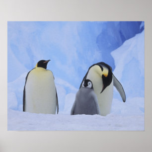 Antarctica. Emperor penguins and chick Poster