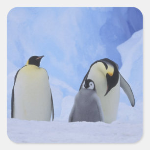 Antarctica. Emperor penguins and chick Square Sticker