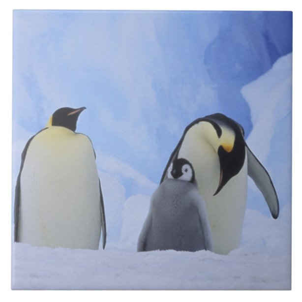 penguin gift ideas uk