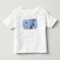 Antarctica. Emperor penguins and chick