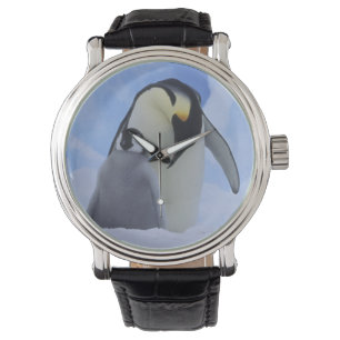 Antarctica. Emperor penguins and chick Watch