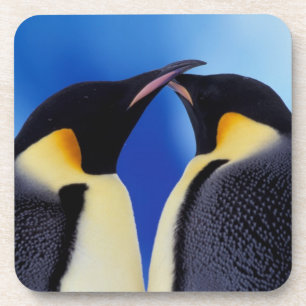 Antarctica, Emperor Penguins Coaster