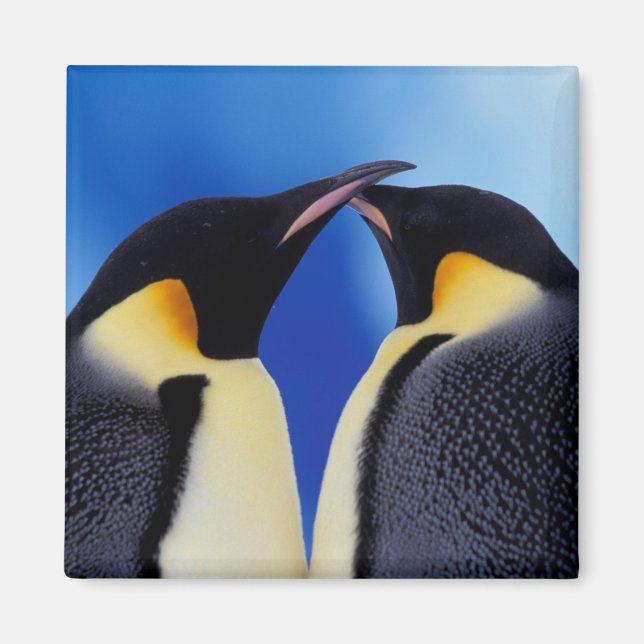 Antarctica, Emperor Penguins Magnet (Front)