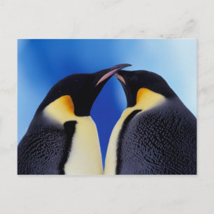 Antarctica, Emperor Penguins Postcard