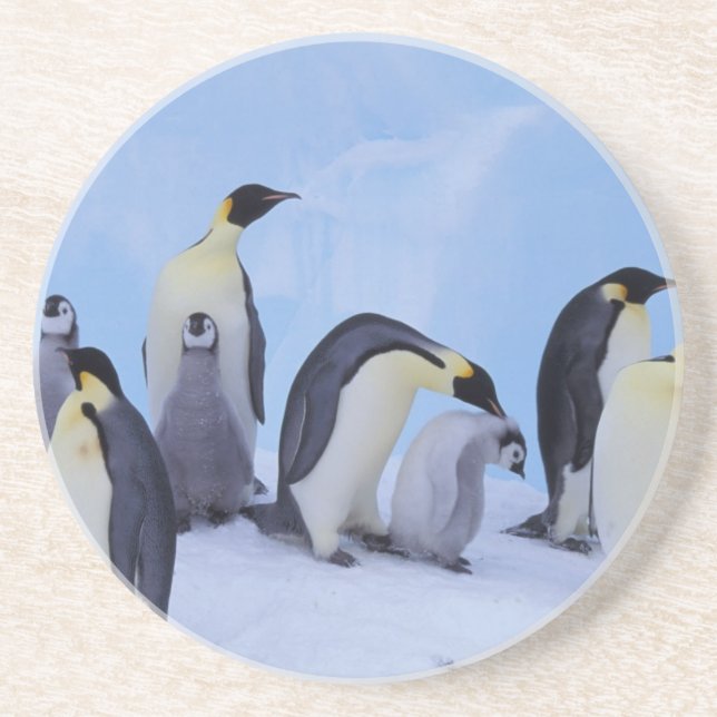 Antarctica, Emporer Penguins Coaster (Front)