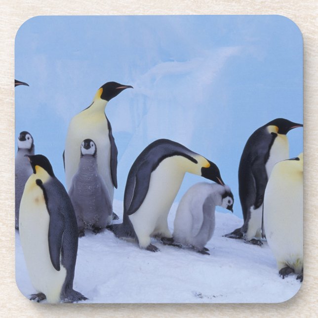 Antarctica, Emporer Penguins Coaster (Front)