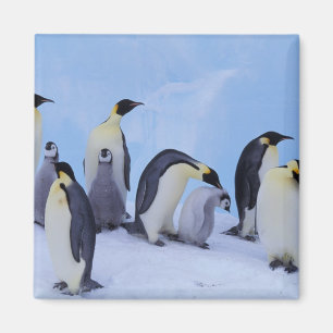 Antarctica, Emporer Penguins Magnet