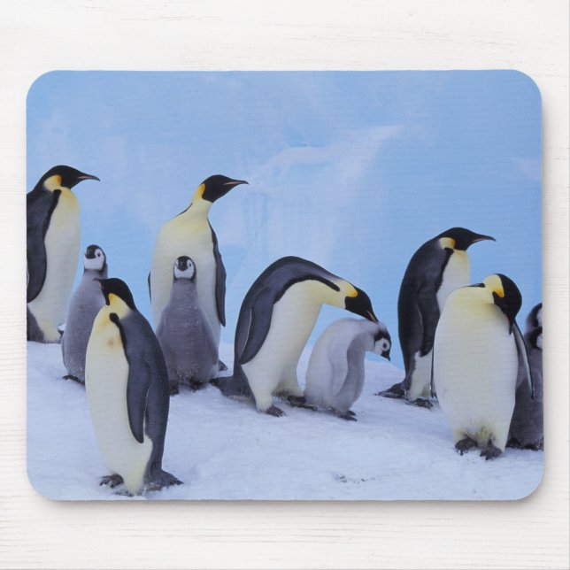 Antarctica, Emporer Penguins Mouse Mat (Front)
