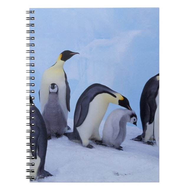Antarctica, Emporer Penguins Notebook (Front)