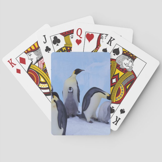 Antarctica, Emporer Penguins Playing Cards (Back)