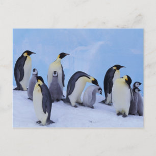 Antarctica, Emporer Penguins Postcard