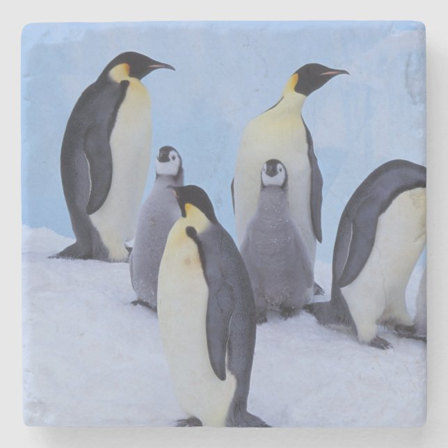 Antarctica, Emporer Penguins Stone Coaster (Front)
