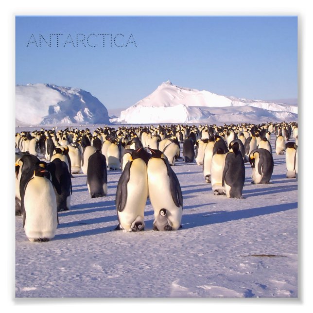 Antarctica, flock of penguins photo (Front)