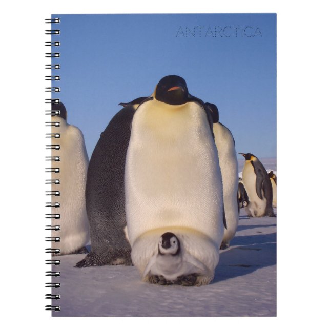 Antarctica, flock of penguins photo notebook (Front)