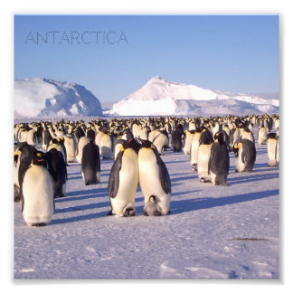 Antarctica, flock of penguins photo print