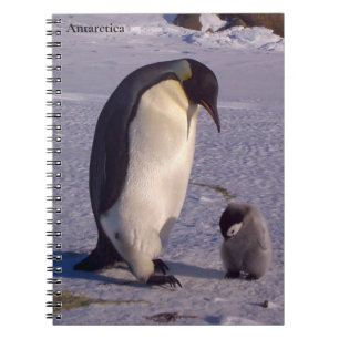 Antarctica Mother penguin caresses baby Notebook