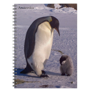 Antarctica Mother penguin caresses baby  Notebook