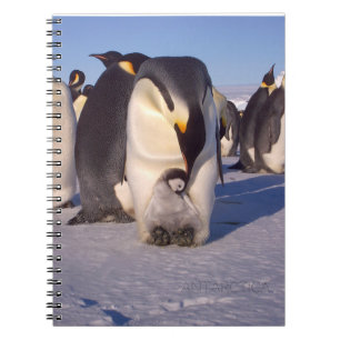 Antarctica Mother penguin caresses baby Notebook