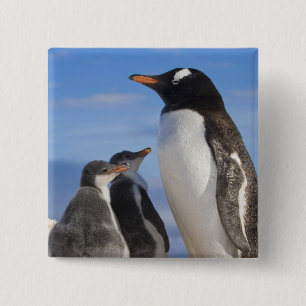 Antarctica, Neko Cove (Harbour). Gentoo penguin 2 15 Cm Square Badge