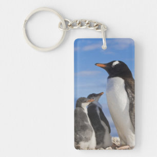 Antarctica, Neko Cove (Harbour). Gentoo penguin 2 Key Ring