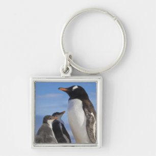 Antarctica, Neko Cove (Harbour). Gentoo penguin 2 Key Ring