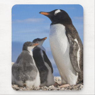 Antarctica, Neko Cove (Harbour). Gentoo penguin 2 Mouse Mat