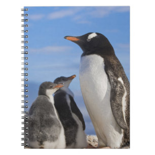 Antarctica, Neko Cove (Harbour). Gentoo penguin 2 Notebook