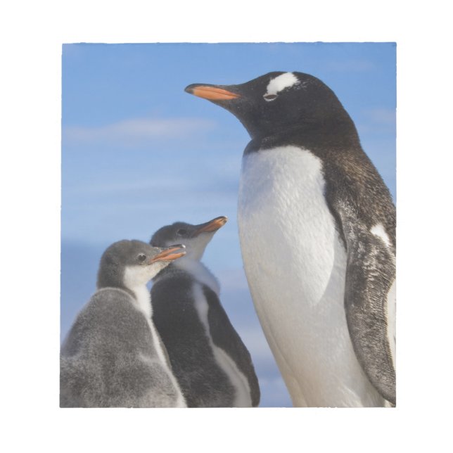 Antarctica, Neko Cove (Harbour). Gentoo penguin 2 Notepad (Front)