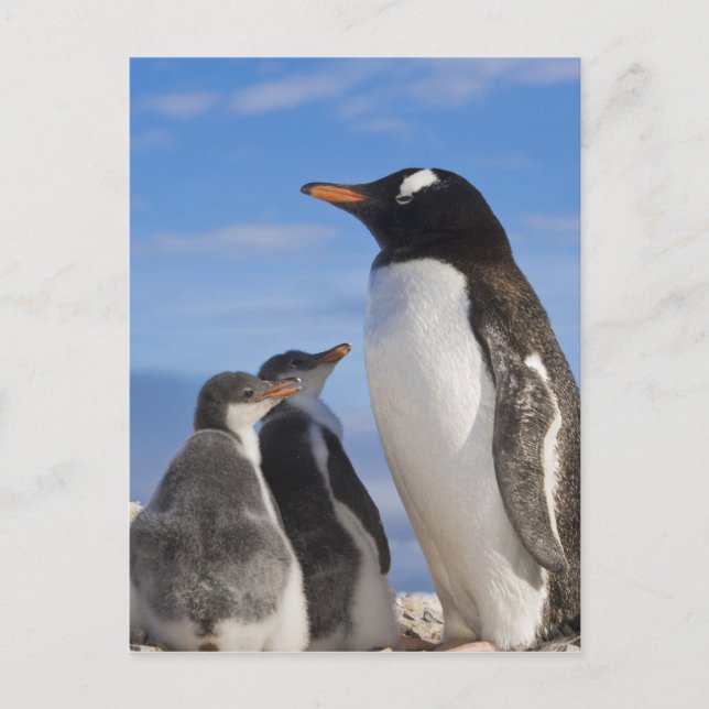 Antarctica, Neko Cove (Harbour). Gentoo penguin 2 Postcard (Front)