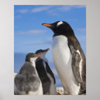 Antarctica, Neko Cove (Harbour). Gentoo penguin 2