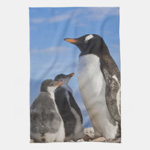 Antarctica, Neko Cove (Harbour). Gentoo penguin 2 Tea Towel