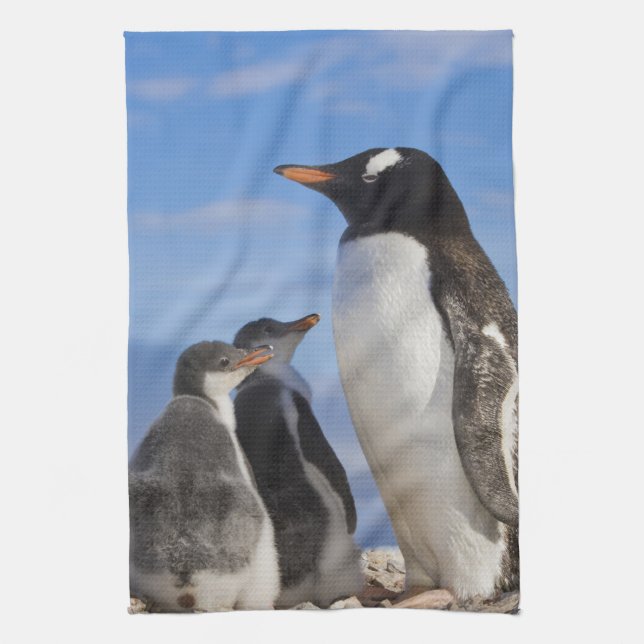 Antarctica, Neko Cove (Harbour). Gentoo penguin 2 Tea Towel (Vertical)