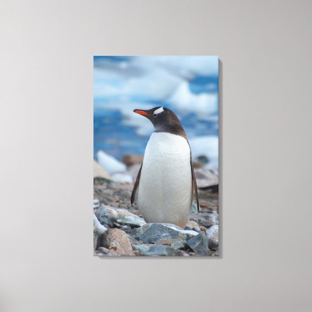 Antarctica. Neko Harbour. Gentoo Penguin Canvas Print (Front)