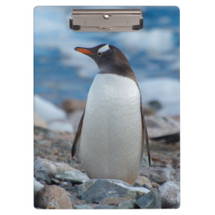 Antarctica. Neko Harbour. Gentoo Penguin Clipboard