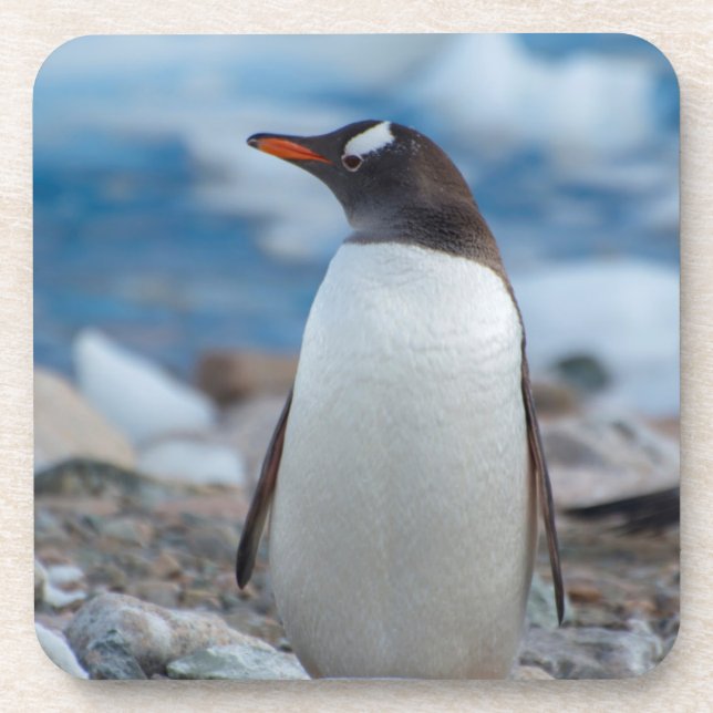 Antarctica. Neko Harbour. Gentoo Penguin Coaster (Front)