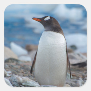 Antarctica. Neko Harbour. Gentoo Penguin Square Sticker