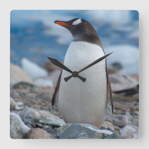 Antarctica. Neko Harbour. Gentoo Penguin Square Wall Clock