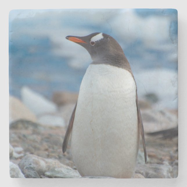 Antarctica. Neko Harbour. Gentoo Penguin Stone Coaster (Front)