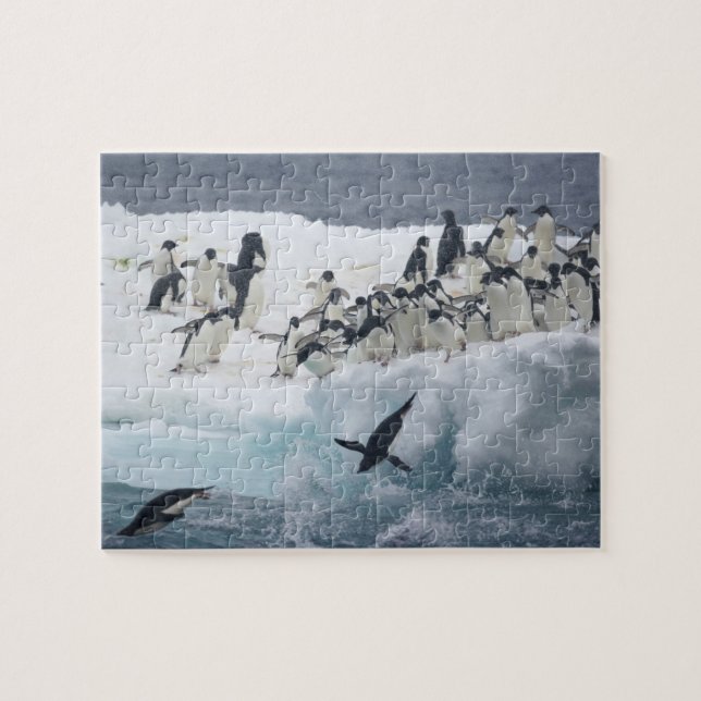 Antarctica, Paulet Island. Adelie penguins Jigsaw Puzzle (Horizontal)