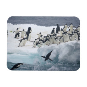 Antarctica, Paulet Island. Adelie penguins Magnet
