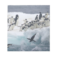 Antarctica, Paulet Island. Adelie penguins
