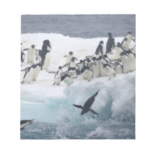 Antarctica, Paulet Island. Adelie penguins Notepad