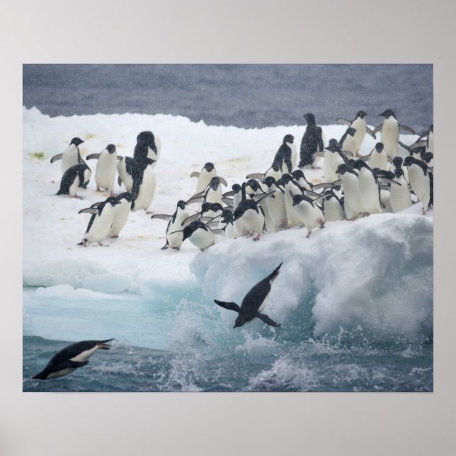 Antarctica, Paulet Island. Adelie penguins Poster (Front)