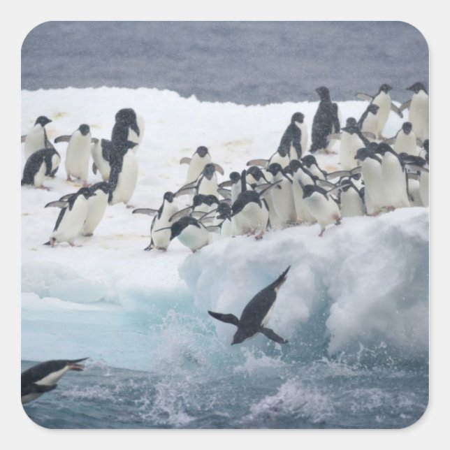 Antarctica, Paulet Island. Adelie penguins Square Sticker (Front)