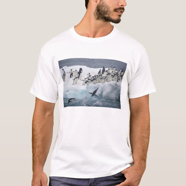 Antarctica, Paulet Island. Adelie penguins T-Shirt (Front)