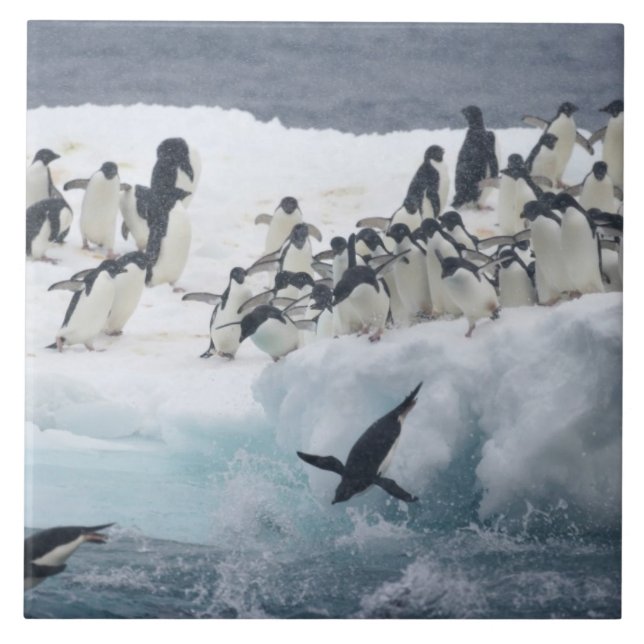 Antarctica, Paulet Island. Adelie penguins Tile (Front)