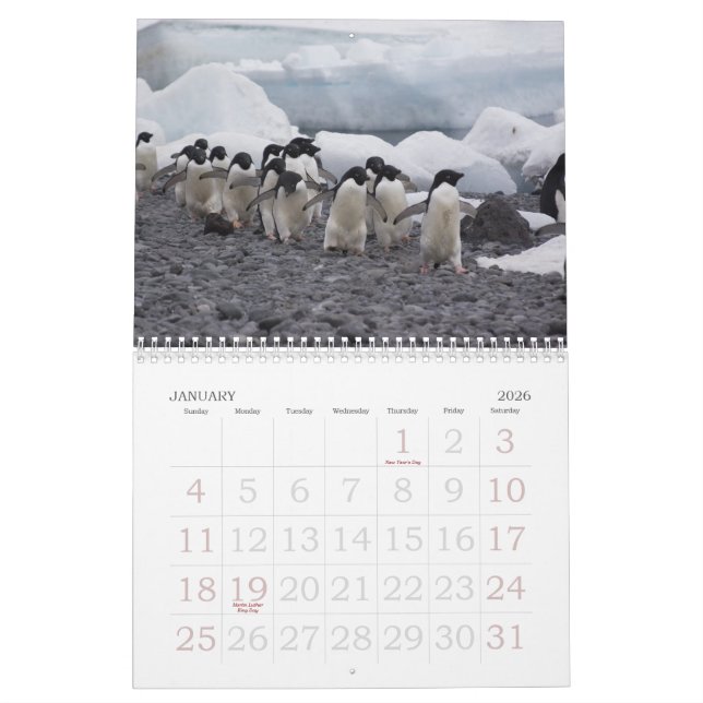 Antarctica Penguins Calendar (Jan 2026)