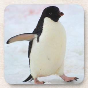 Antarctica. Petermann Island. Adelie penguin Coaster