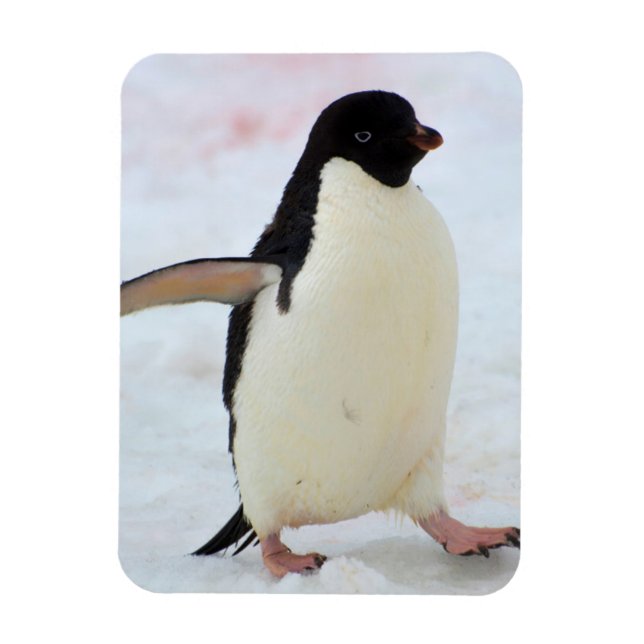 Antarctica. Petermann Island. Adelie penguin Magnet (Vertical)