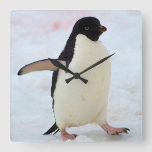 Antarctica. Petermann Island. Adelie penguin Square Wall Clock